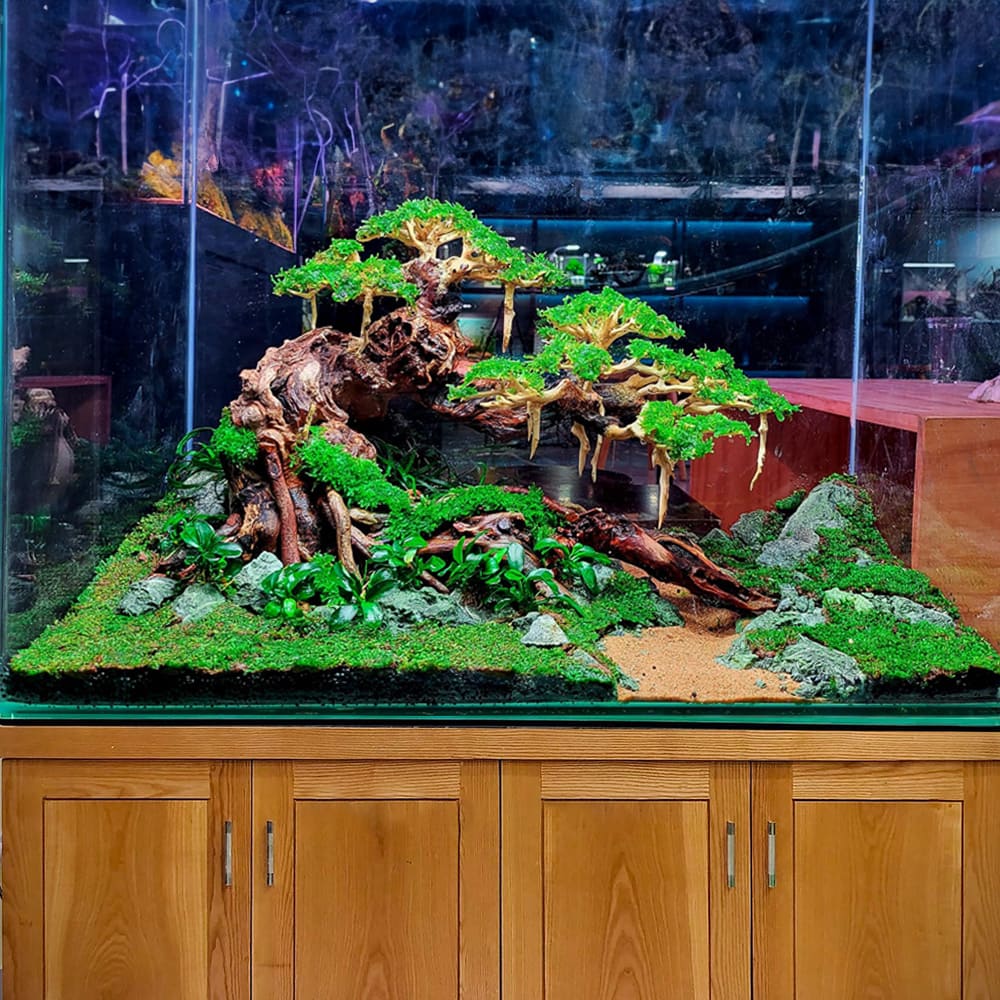 Bonsai driftwood aquarium aquascape plant tree decor fish tank background