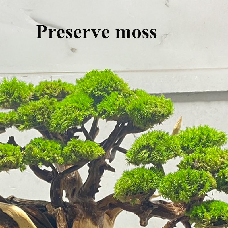 Bonsai driftwood preserved moss wood sculpture pot handmade for coffee table home decor