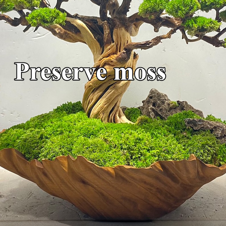 Bonsai driftwood preserved moss wood sculpture pot handmade for coffee table home decor