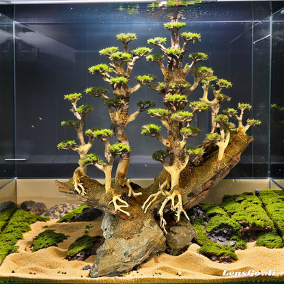 Driftwood bonsai tree aquarium decor landscape ideas