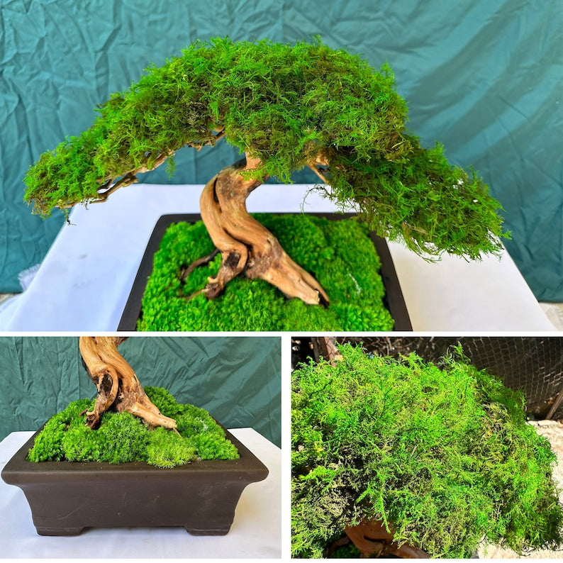 Drifwood preserved moss bonsai tree handmade ceramic pot home decoration