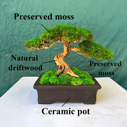Drifwood preserved moss bonsai tree handmade ceramic pot home decoration