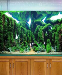 Aquascaping bonsai aquarium driftwood large landscape rock for fish tank