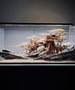 Bonsai tree driftwood with rock aquascape hardscape background decoration