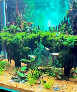 Driftwood aquarium aquascaping landscape island centerpiece fish tank